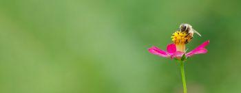  bee-pink-flower.jpg