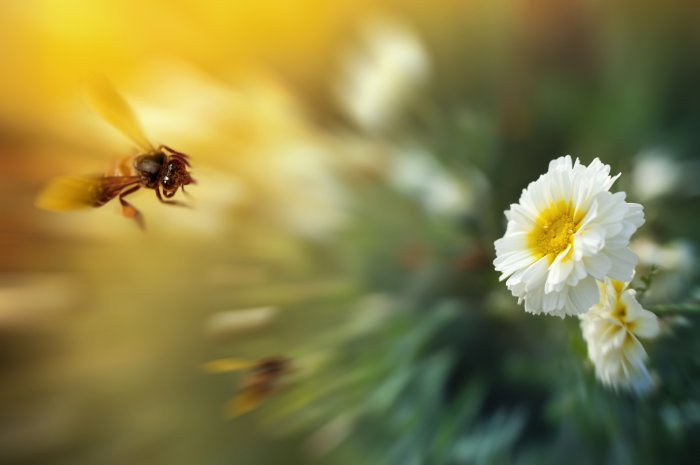 bee-white-flower-full.jpg