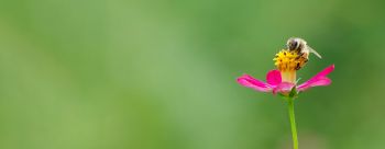  bee-pink-flower.jpg